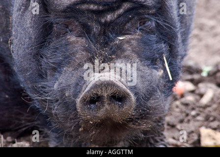 Pot bellied pig vietnamiens Sus scrofa domestica animal Banque D'Images