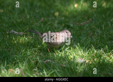 Nid également connu sous le nom de hedge sparrow Prunella modularis Banque D'Images