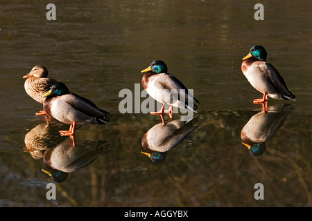 Quatre canards debout sur l'eau gelée dans un étang dans la forêt d'Epping,Angleterre,UK Banque D'Images