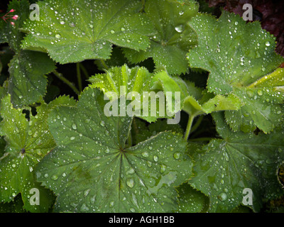 Alchemilla mollis ou Ladys Cape avec dewdrops Banque D'Images