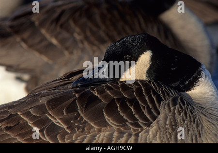 Canada goose Burnaby Lake Regional Park Burnaby British Columbia Canada Banque D'Images
