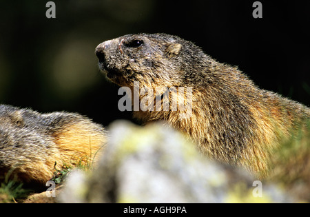 Marmotte des Alpes Marmota marmota Banque D'Images