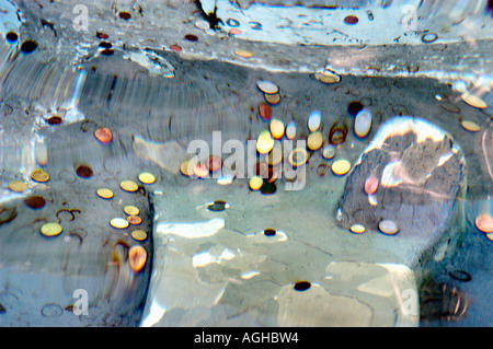 Pièces de fortune au fond de la fontaine, de la fontaine de Trevi, Rome, Italie Banque D'Images
