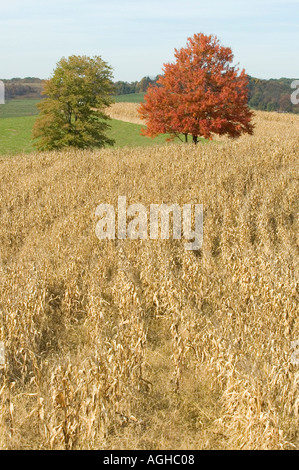 Champ de maïs de l'Ohio au moment de la récolte Banque D'Images