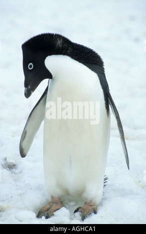 Adelie Penguin curieux Banque D'Images