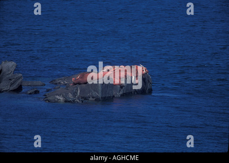 L'Alaska, mer de Béring la baie de Bristol, l'Île Ronde, Sanctuaire de faune de l'état de morse du Pacifique bull le morse (Odobenus divergens Banque D'Images