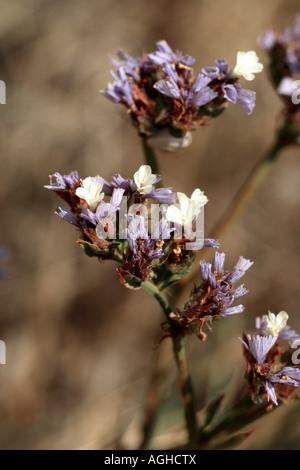 Statice sinuata, pérennes, lavande de mer mer ailé-wavyleaf lavande, lavande de mer (Limonium sinuatum), plante en fleurs, Grèce Banque D'Images