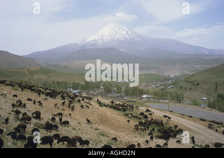 Le mouton domestique (Ovis ammon f. bélier), troupeau de moutons sur le mont Damavand, plus haut sommet de l'Iran, l'Iran Banque D'Images