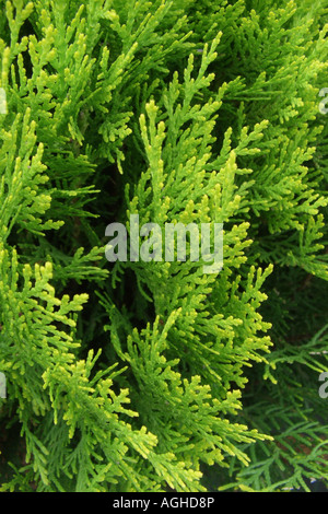 Arbor Vitae chinois (Thuja orientalis 'Aurea Nana', Thuja orientalis Aurea Nana, Platycladus orientalis), brindilles Banque D'Images