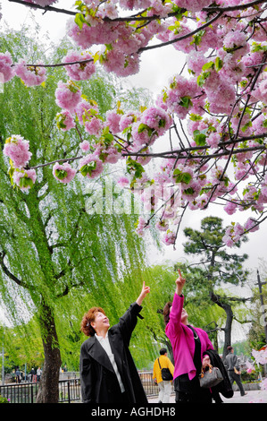 Admirateurs près de cherry blossom tree, Zoo de Ueno, Tokyo, Japon Banque D'Images