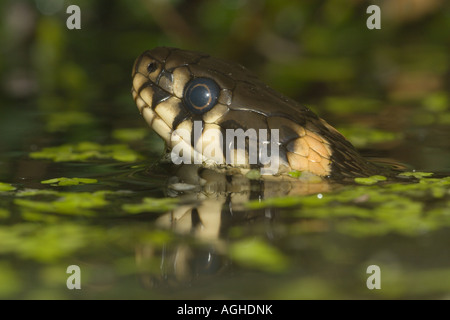 Couleuvre à collier (Natrix natrix), natation, lentilles d'Allemagne, entre la Bavière Banque D'Images