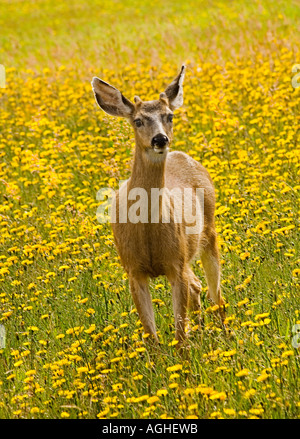 Un tir d'un cerf debout dans un champ de fleurs jaunes Banque D'Images