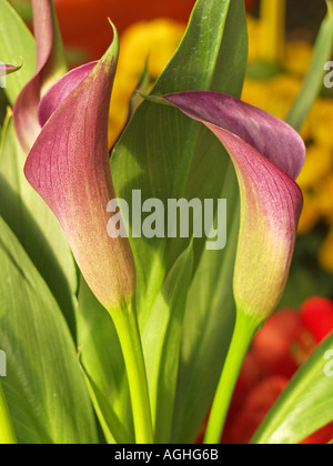 Calla Lily Zantedeschia hybr Banque D'Images