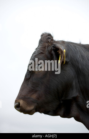 Vache Limousine, la tête de profil, montrant l'oreille Banque D'Images