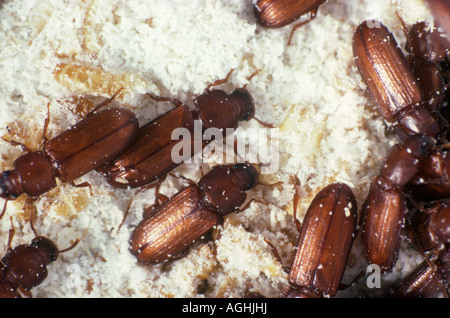 Tribolium brun de la farine Tribolium confusum sur les débris de grains Banque D'Images