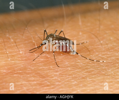 Moustique Aedes aegypti égyptien se nourrissant de main humaine Banque D'Images