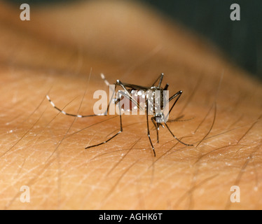 Moustique Aedes aegypti égyptien se nourrissant de main humaine Banque D'Images