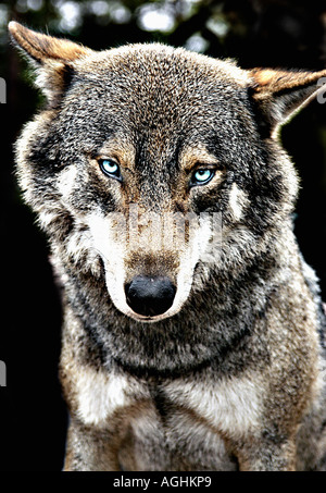 Contemplant le loup, alfa mâle, chef de meute, la Suède de Kolmården Banque D'Images