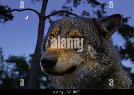 Wolf (alfa) mâle sur watch, Kolmården Wildlife Park, Suède Banque D'Images