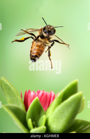 En vol d'abeilles Banque D'Images