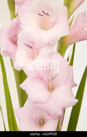 STUDIO Close up d'un épi de fleurs glaïeuls mauve pâle Banque D'Images