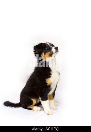 Collie puppy on white Banque D'Images