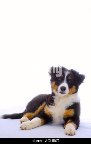 Portrait d'un jeune chien croix entre un Border Collie et un Bouvier Bernois Banque D'Images