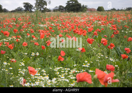 ELLESMERE SHROPSHIRE UK September Poppies and daisies growing in a field Banque D'Images