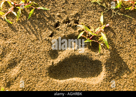 Au sud-ouest de l'Alaska Fresh brown bear foot print dans le sable sur le roi Salmon River Banque D'Images