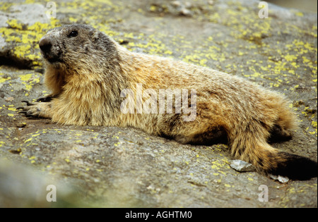 Marmotte des Alpes Marmota marmota Banque D'Images