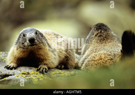 Marmotte des Alpes Marmota marmota Banque D'Images