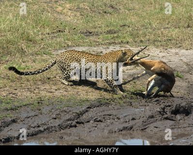 Leopard tuant gazelle thomsons Banque D'Images