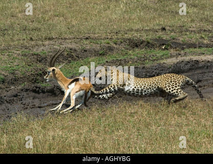 Leopard chassant la gazelle thomsons Banque D'Images