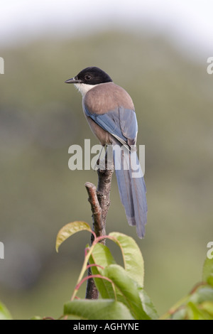 Azure-winged Magpie, Cyanopica cyana, Estrémadure, Espagne Banque D'Images