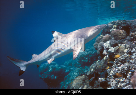 Requin Carcharhinus melanopterus requin, natation, jusqu'à l'eau peu profonde de corail top Banque D'Images