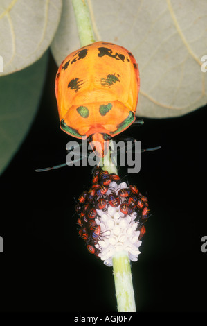 Coton femme Tectocoris diophthalmus Bug, Arlequin, garde ses bébés qui viennent d'éclore de leurs oeufs. Banque D'Images