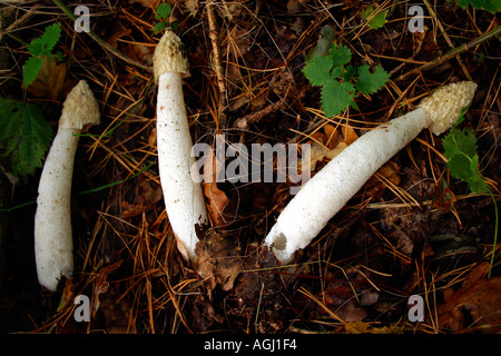 Phalle impudique Phallus impudicus trois champignons champignons dans les bois en automne en Angleterre Banque D'Images