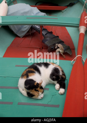 Sleeping cat partage bateau de pêche en bois à la rame et moteur hors-bord dans les Cinque Terre ville de Vernazza Italie Banque D'Images