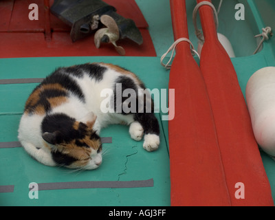 Sleeping cat partage bateau de pêche en bois à la rame et moteur hors-bord dans les Cinque Terre ville de Vernazza Italie Banque D'Images