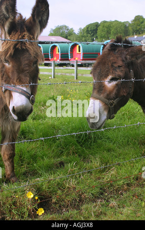 Des ânes dans la région de champ proche village de Belcarra Castlebar, Comté de Mayo, Irlande Banque D'Images