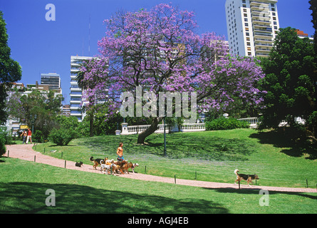 Le dog sitter ou Paseador de Perros à Belgrano Park à Buenos Aires Banque D'Images