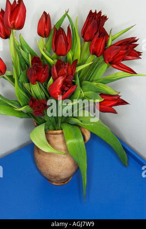 Tulipes rouges en faïence brown jug debout sur une surface bleue. Banque D'Images