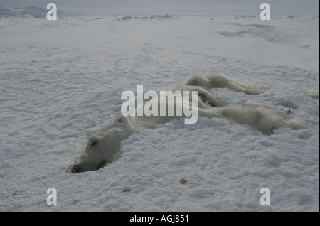 A l'ours morts de faim pendant l'hiver et pourrait devenir une chose commune que le changement climatique diminue que ica mer Banque D'Images