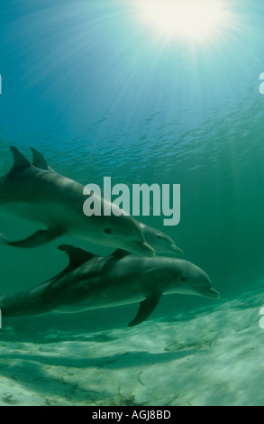 Grand dauphin Tursiops truncatus underwater Bahamas Banque D'Images