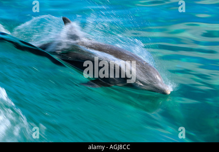 Grand dauphin Tursiops truncatus underwater Bahamas Banque D'Images