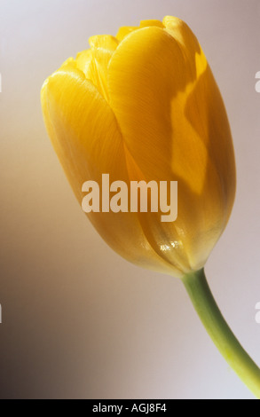 Tulipe jaune contre fond blanc Banque D'Images