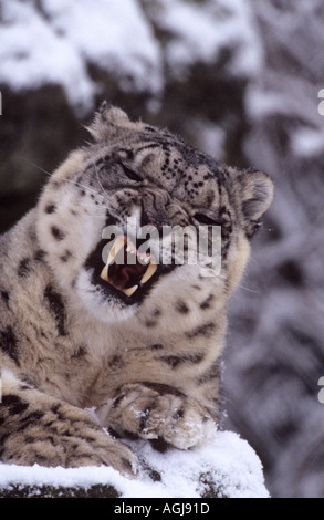 De rares espèces en snow leopard Panthera uncia se reproduire avec succès en captivité Banque D'Images