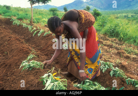 Woman planting patate douce, Morogoro en Tanzanie. Banque D'Images