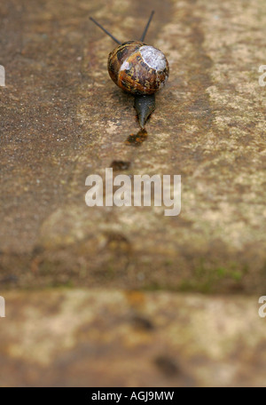Un jardin commun (escargots Helix aspersa) & ses traces sur un patio Banque D'Images