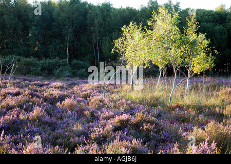 Birch et Heather sur la lande du Dorset près de Arne sur l'île de Purbeck Banque D'Images